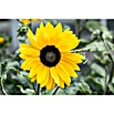 Piardino Sonnenblume