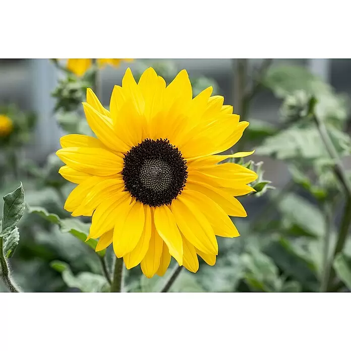 Piardino Sonnenblume - Helianthus annuus, Topfgröße: 13 cm, Gelb - Eine leuchtend gelbe Sonnenblume mit dunklem braunem Zentrum, die in einem Garten blüht.