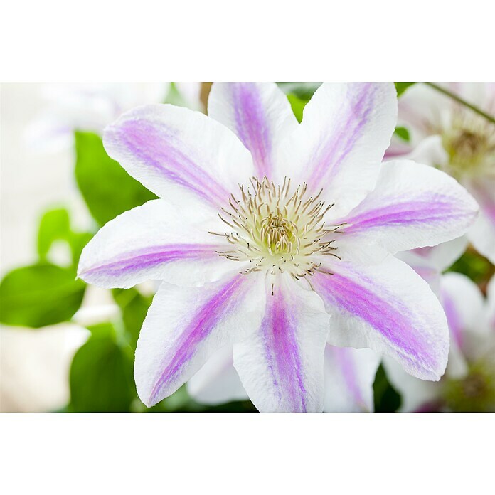 Piardino WaldrebeClematis Hybride 'Boulevard', Topfgröße: 15 cm, Rosa Detail Shot