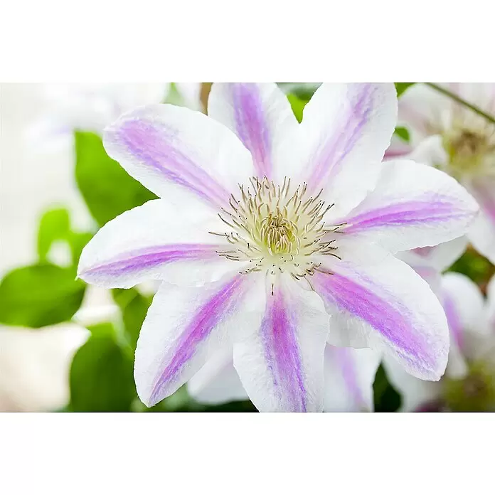 Piardino Waldrebe - Clematis Hybride 'Boulevard', Topfgröße: 15 cm, Rosa - Nahaufnahme einer weißen Clematisblüte mit lila Streifen auf den Blütenblättern und einem zentralen Staubgefäßcluster.