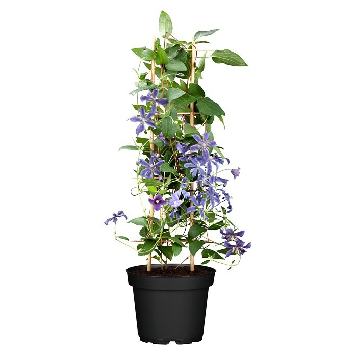 Piardino WaldrebeClematis 'Boulevard blau', Topfgröße: 15 cm, Blau Front View