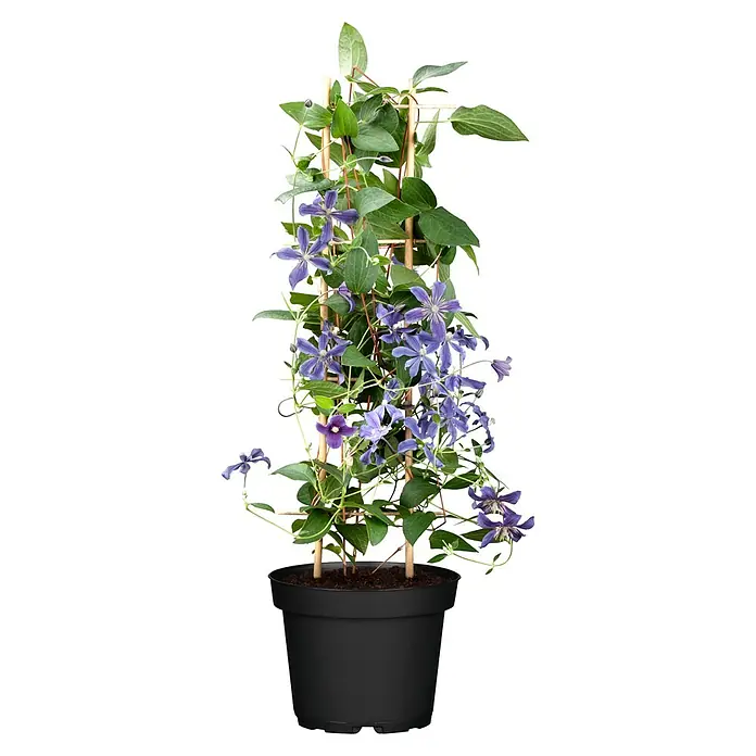 Piardino Waldrebe - Clematis Hybride 'Boulevard blau', Topfgröße: 15 cm, Blau - Clematis im Topf mit Kletterhilfe. Die Pflanze hat grüne Blätter und lila Blüten, die dekorativ an der Rankhilfe emporwachsen.