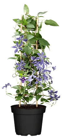 Piardino Waldrebe - Clematis Hybride 'Boulevard blau', Topfgre: 15 cm,  Blau online kaufen bei BAUHAUS
