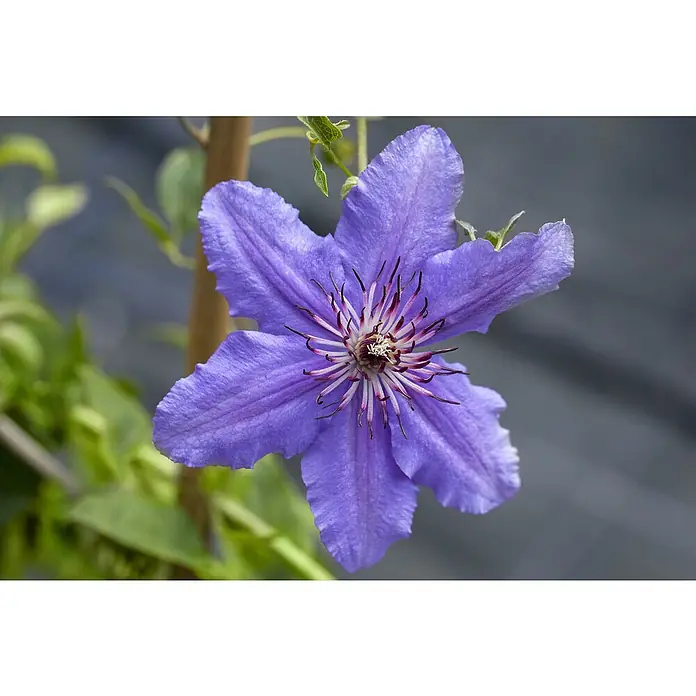 Piardino Waldrebe - Clematis Hybride 'Boulevard blau', Topfgröße: 15 cm, Blau - Nahaufnahme einer violetten Clematis-Blüte mit filigranen Staubgefäßen, die ihre Schönheit und Eleganz hervorhebt.