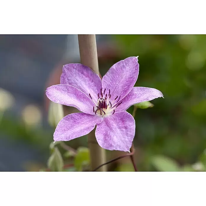 Waldrebe - Clematis Hybride 'Boulevard', Topfgröße: 15 cm, Rot - Violette Clematisblüte mit sechs Blütenblättern und einem markanten Zentrum.