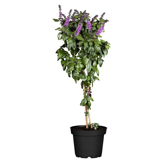 Piardino Strauchbasilikum Stämmchen - Ocimum basilicum, Topfgröße: 19 cm - Buschbasilikum-Topfpflanze mit grünen Blättern und lila Blütenständen in einem schwarzen Topf.
