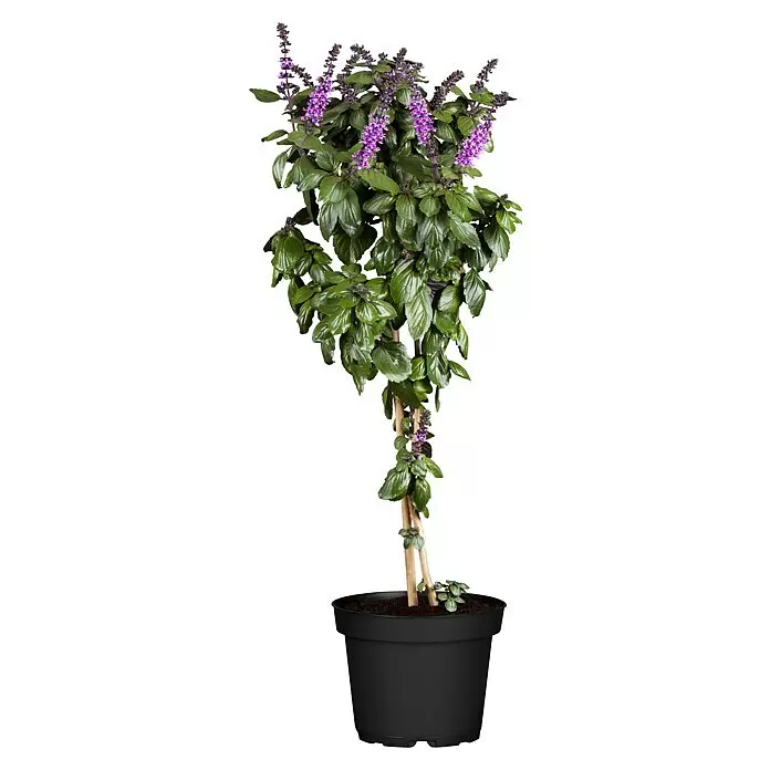Piardino Strauchbasilikum StämmchenOcimum basilicum, Topfgröße: 19 cm