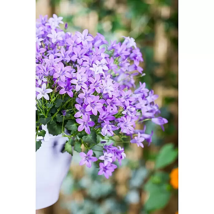 Piardino Polsterglockenblume Ampel - Campanula portenschlagiana, Topfgröße: 27, Violett - Stimmungsaufnahme