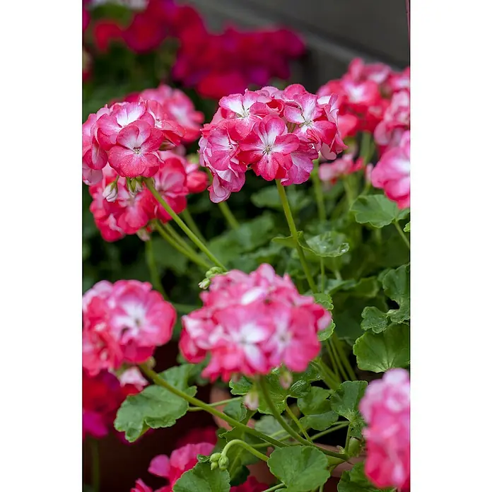 Piardino Pelargonie - Pelargonium interspecific 'Pretty Little' ®, Topfvolumen: 12 l - Nahaufnahme von rosafarbenen und weißen Geranienblüten mit grünen Blättern im Hintergrund.
