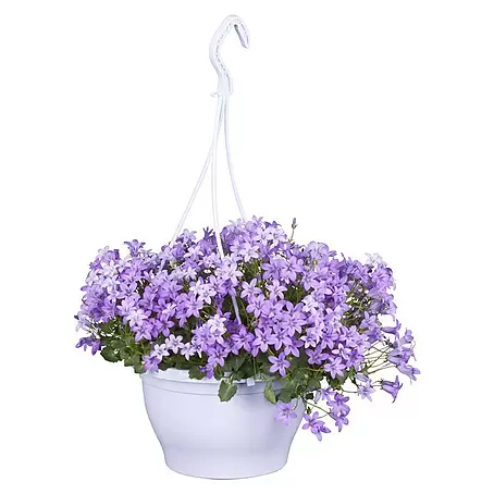 Piardino  Polsterglockenblume Ampel
