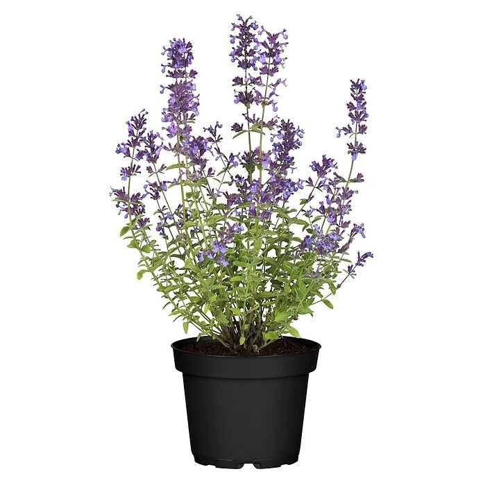 Nepeta 13  blau