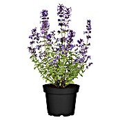 Nepeta 13  blau