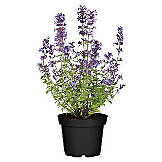 Piardino Katzenminze (Nepeta x faassenii, Topfgröße: 19 cm)