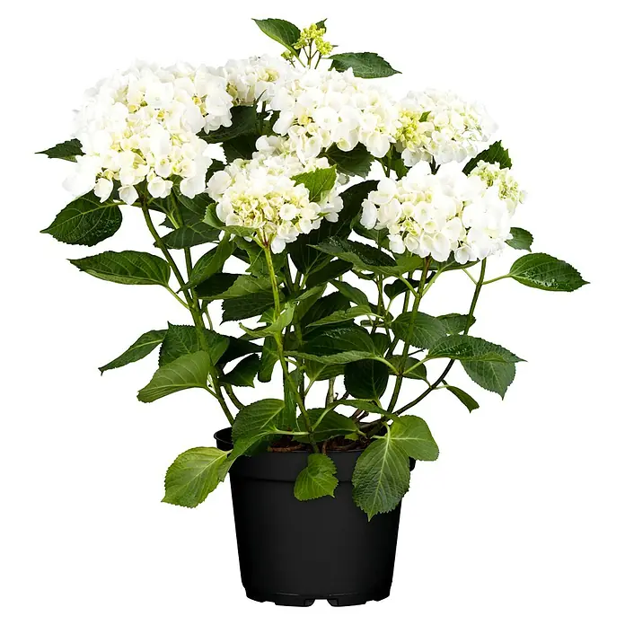 Piardino Teller-Hortensie - Hydrangea macrophylla, Topfgröße: 23 cm, Sortenabhängig - Eine weiße Hortensie im Topf, deren üppige Blüten und grüne Blätter eine elegante Zimmerpflanze präsentieren.