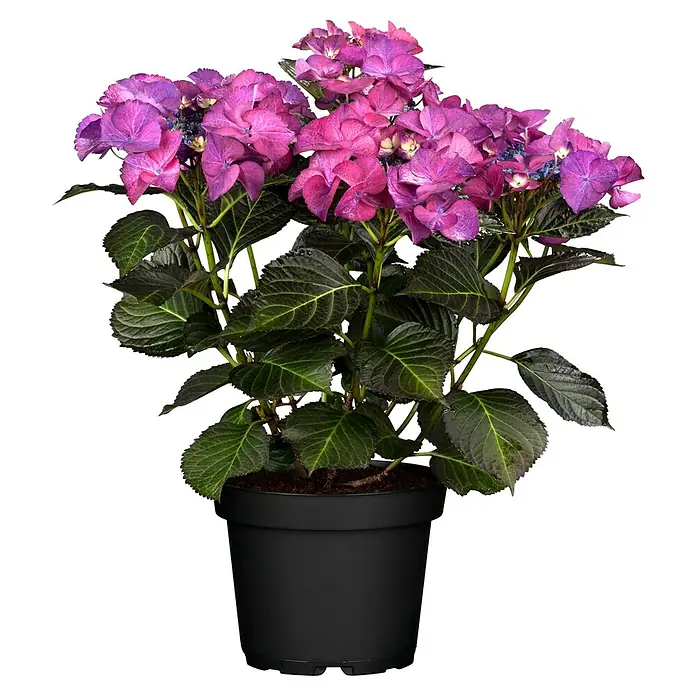 Piardino Teller-Hortensie - Hydrangea macrophylla, Topfgröße: 23 cm, Sortenabhängig - Eine Hortensie in einem Topf, die mit ihren violetten und rosa Blüten eine elegante Note verleiht. Ideal für jeden Raum.