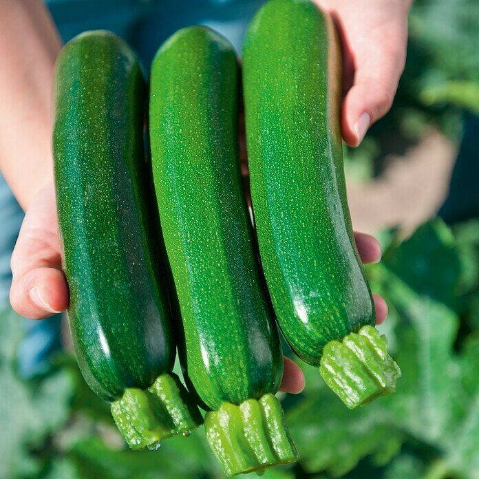 Piardino Zucchini BioCucurbita pepo var. giromontiina, 10 cm, Erntezeit: August - Oktober, Farbe Frucht: Grün Use Shot