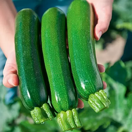 Piardino  Zucchini Bio