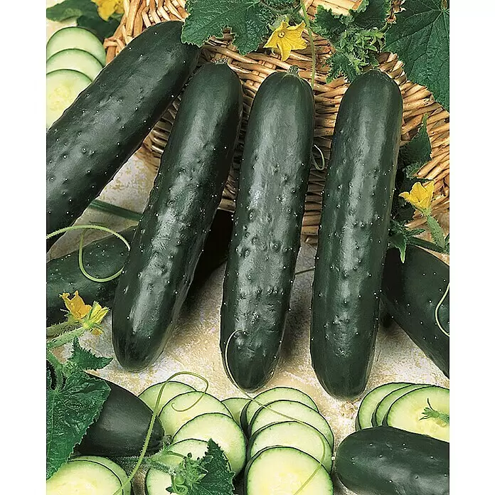 Piardino Gurke Bio - 11 cm, Erntezeit: August - Stimmungsaufnahme