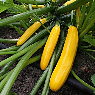 Piardino Zucchini Bio (Cucurbita pepo var. giromontiina, 10 cm, Erntezeit: August, Farbe Frucht: Gelb)