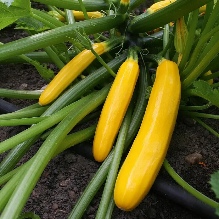 Zucchini - Cucurbita pepo subsp. pepo convar. giromontiina 'Ola Gabriella', 11 cm, Erntezeit: August - Gelbe Zucchini reifen in einem Gemüsegarten, umgeben von grünen Stielen und Blättern, bereit für die Ernte und eine köstliche Mahlzeit.