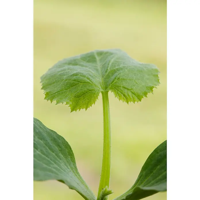 Piardino Zucchini Bio - Cucurbita pepo var. giromontiina, 10 cm, Erntezeit: August, Farbe Frucht: Grün - Nahaufnahme eines jungen Kürbis-Setzlings mit einem großen, grünen Blatt und einem behaarten Stiel vor einem hellen Hintergrund.