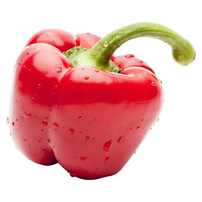 Piardino Paprika Bio - Capsicum annuum, 10 cm, Erntezeit: Juni, Farbe Frucht: Rot - Eine frische, rote Paprika mit grünen Stiel und Wassertropfen. Ideal für Salate und zum Kochen.