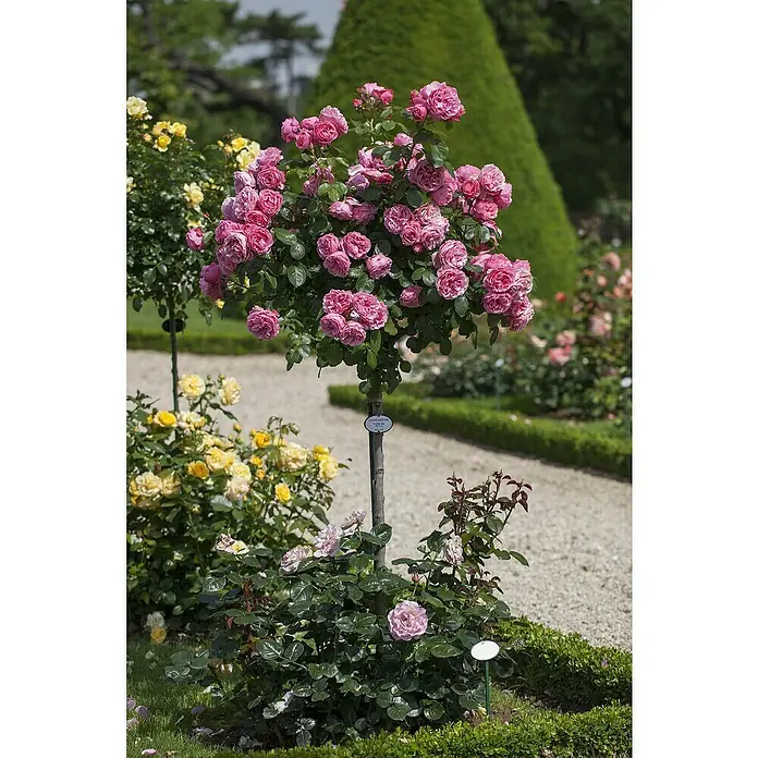Piardino Beetrose 'Leonardo da Vinci'® - Rosa 'Leonardo da Vinci'®, Blütenfarbe: Rosa - Eine wunderschöne rosa Strauchrose im Garten, die mit ihren üppigen Blüten und dem grünen Laub ins Auge fällt.