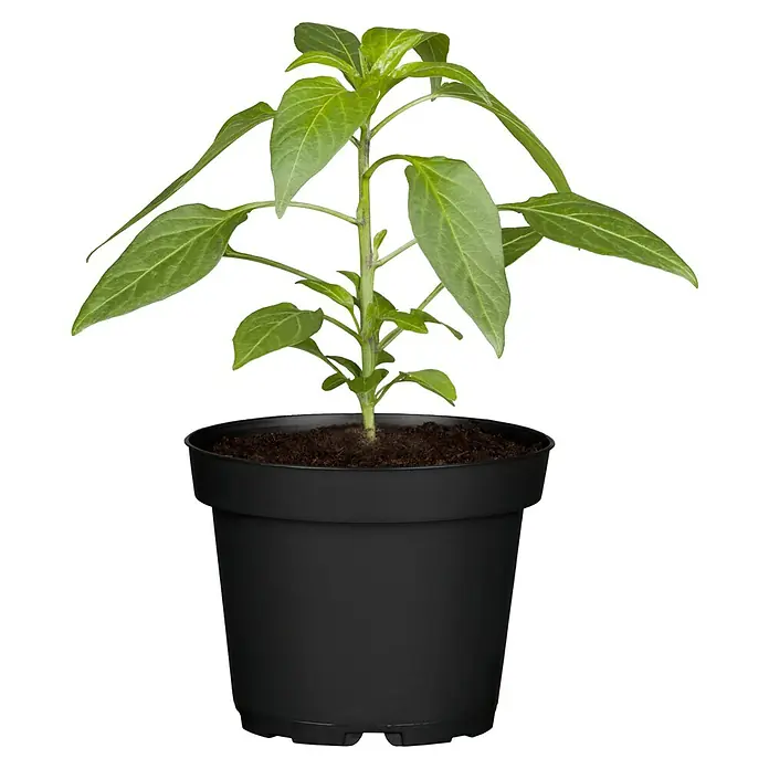 Piardino Paprika Bio - Capsicum annuum, 10 cm, Erntezeit: Juni, Farbe Frucht: Rot - Junge Paprikapflanze in einem schwarzen Topf, ideal für den Anbau von Gemüse im eigenen Garten oder auf dem Balkon.