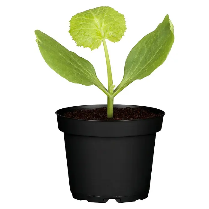 Piardino Zucchini Bio - Cucurbita pepo var. giromontiina, 10 cm, Erntezeit: August, Farbe Frucht: Grün - Jungpflanze in einem schwarzen Topf mit grünen Blättern und brauner Erde, ideal für den Garten oder Balkon.