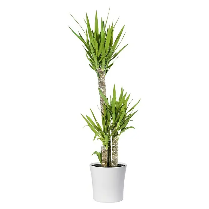 Soendgen Keramik Übertopf rund Tahiti - Max. Außendurchmesser: 28 cm, Weiß - Zimmerpflanze in einem weißen Topf mit langen, grünen Blättern und einem braunen Stamm, ideal zur Dekoration von Innenräumen.