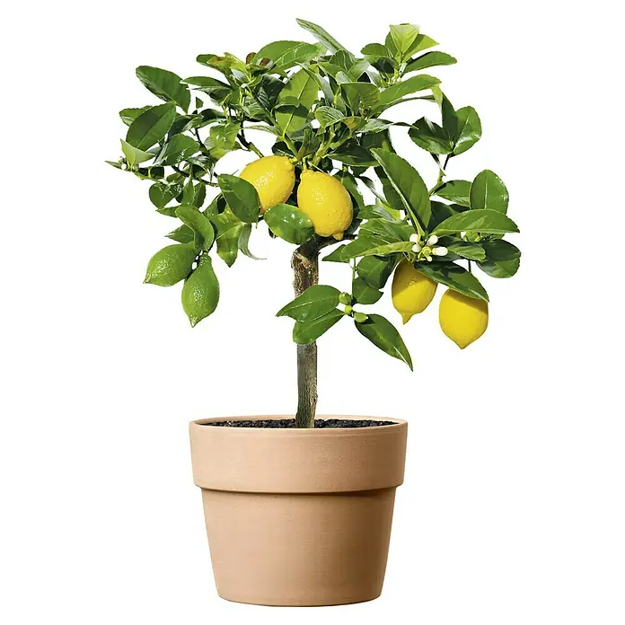 Deroma Pflanztopf Perfetto - Außenmaß (Ø x H): 24 x 19,7 cm, Naturmaterialien, Waschweiß/Terracotta - Ein Zitronenbaum im Topf. Der Baum hat reife und unreife Zitronen und grüne Blätter. Der Topf ist aus Terrakotta.