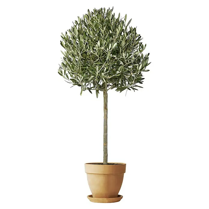 Deroma White Garden Pflanztopf Montelupo Set - Außenmaß (Ø x H): 33 x 28 cm, Naturmaterialien, Tonweiß - Eine Nahaufnahme eines Olivenbaums im Topf, mit einem dekorativen, runden Blätterdach und einem terrakottafarbenen Topf auf schwarzem Hintergrund.