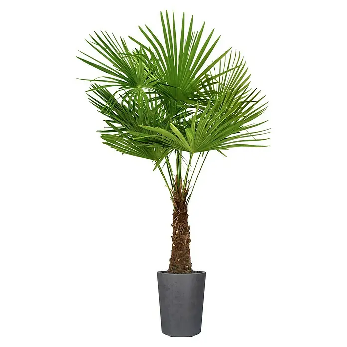 Deroma Millennium Pflanzkübel rund - Außenmaß (Ø x H): 43,5 x 53,5 cm, Kunststoff, Anthrazit - Die Chinesische Hanfpalme im Topf ist ein Blickfang. Die Palme ist bekannt für ihre Robustheit und das exotische Flair, das sie verleiht.