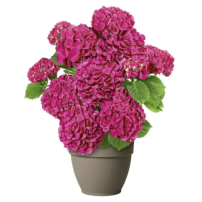 Deroma Ninfea Pflanztopf - Außenmaß (Ø x H): 21,6 x 17 cm, Kunststoff, Sand - Nahaufnahme einer Topfhortensie mit üppigen, pinkfarbenen Blütenständen und grünen Blättern in einem schlichten, grauen Topf.