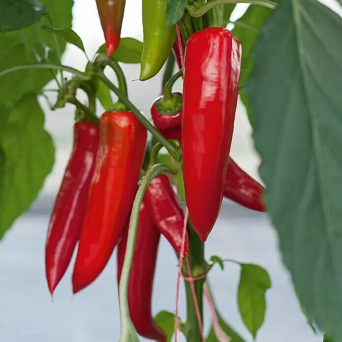 Piardino Paprika Bio - Capsicum annuum 'Amboy', 12, Erntezeit: August - Detailaufnahme