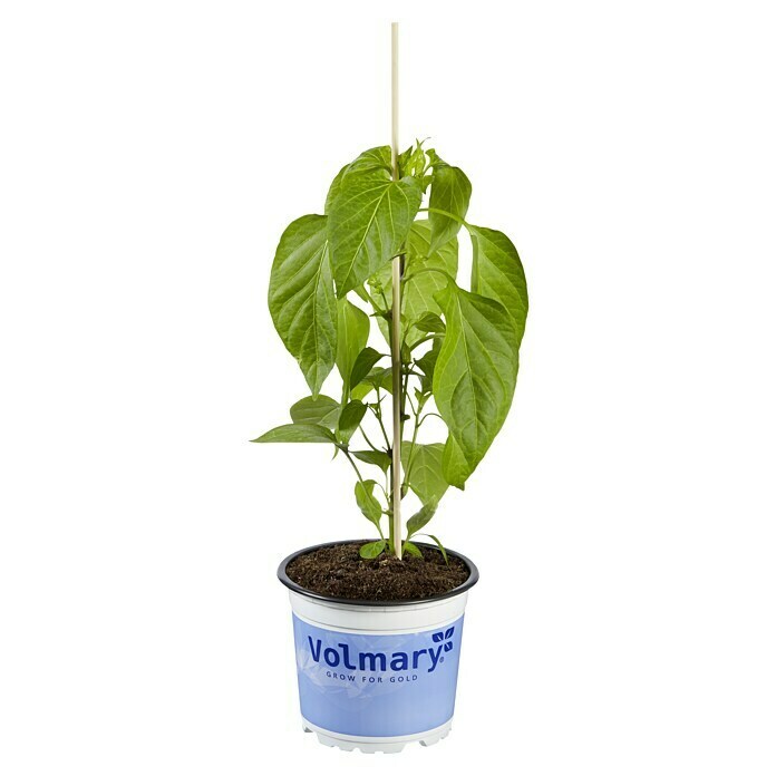 Piardino Paprika Bio (Capsicum annuum 'Lubega® Mini Orange', 10,5 cm, Erntezeit: August, Farbe Frucht: Orange) | BAUHAUS