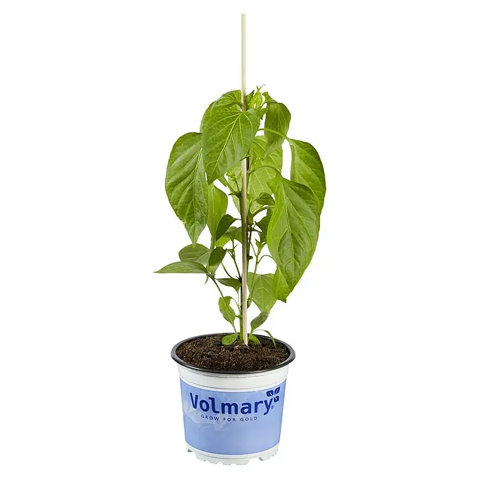 Piardino Paprika Bio - Capsicum annuum 'Lubega® Mini Orange', 10,5 cm, Erntezeit: August, Farbe Frucht: Orange - Jungpflanze in Volmary-Blumentopf, die mit einem Holzstab gestützt wird. "Grow for Gold" steht auf dem Topf, ideal für den Start Ihrer Gartensaison.