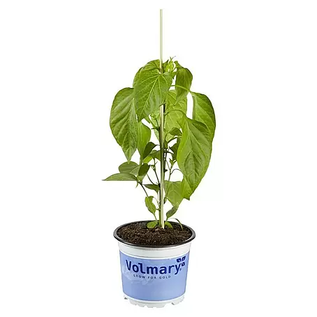 Piardino  Paprika Bio