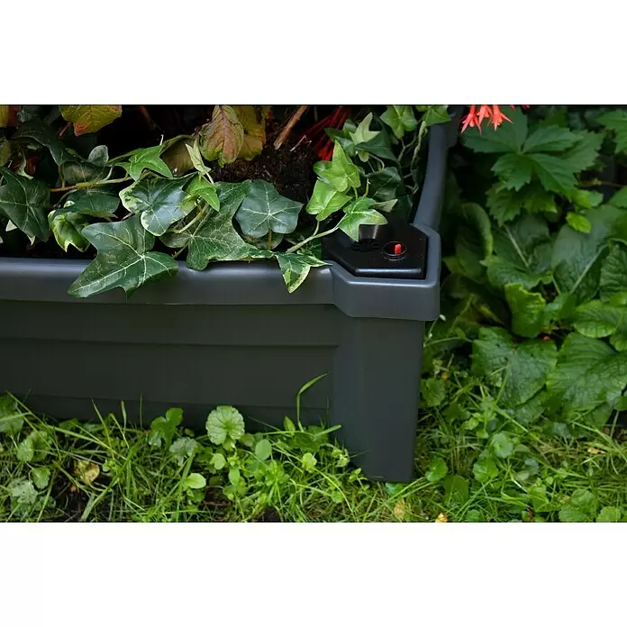 KHW Pflanzkasten Calypso - Außenmaß (L x B x H): 79 x 35 x 33 cm, Kunststoff, Anthrazit, Ohne Rankgitter - Dunkelgraues Pflanzgefäß mit Grünpflanzen. Verfügt über eine rote Wasserstandsanzeige.