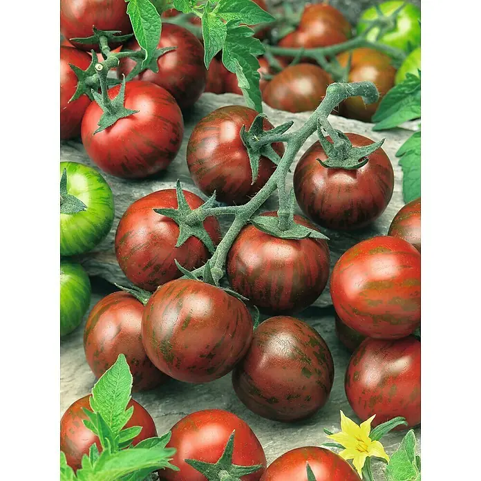 Piardino Cocktailtomate Bio - Lycopersicon esculentum 'Manolo Tiger', 12 cm, Erntezeit: Juli - Nahaufnahme von einer Ernte von Black Zebra Kirschtomaten, die rot und grün gestreift sind und auf einem Tisch liegen.