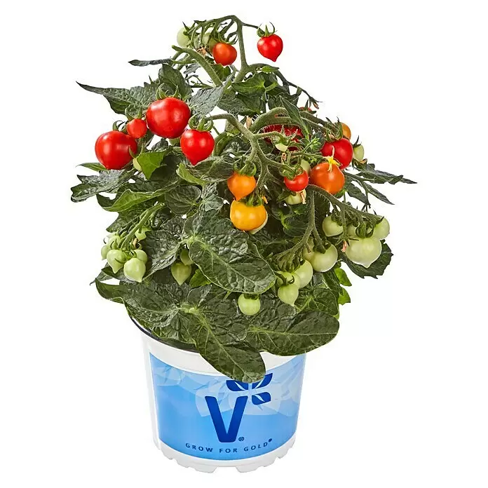 Tomate Bio - Solanum lycopersicum 'Bolstar Baloe', 11 cm, Erntezeit: Juli - Vorderansicht