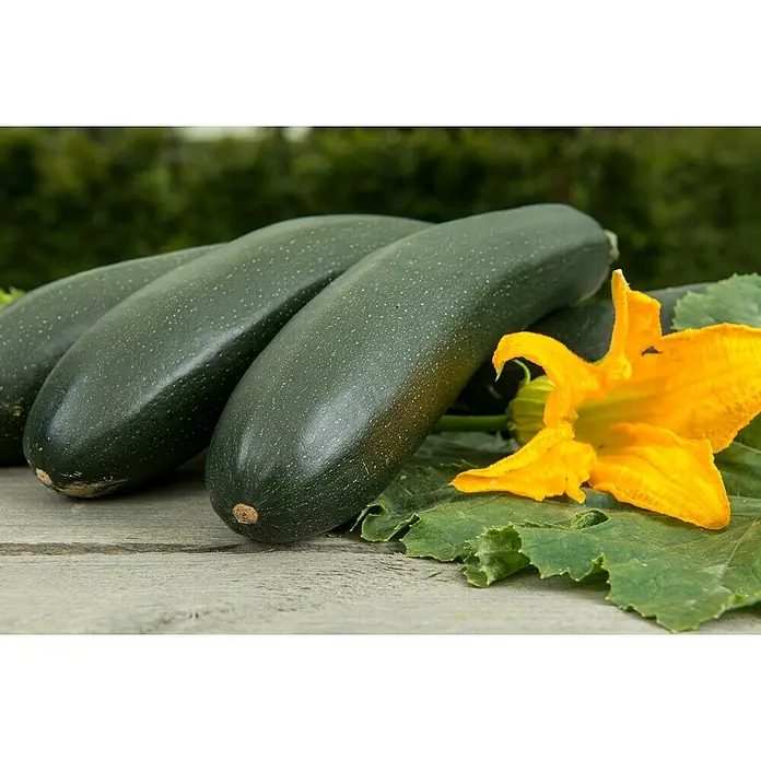 Zucchini Bio - Cucurbita pepo subsp. pepo convar. giromontiina 'Alando'', 11 cm, Erntezeit: August - Nahaufnahme von frischen Zucchini und einer gelben Blüte auf einem Tisch im Freien. Gesundes Gemüse für vielfältige Gerichte.
