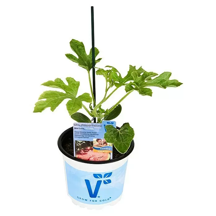 Piardino Bio Wassermelone veredelt - Citrullus lanatus var. lanatus, Topfgröße: 12 cm, Erntezeit: Juli - Diagonale Ansicht