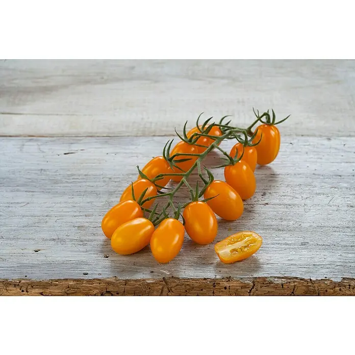 Piardino Cherrytomate Bio - Lycopersicon esculentum 'Mirado® Orange' F1, 12 - Diese Aufnahme zeigt eine Rispe mit gelben Kirschtomaten auf einem rustikalen Holztisch, wobei eine Tomate halbiert ist und das frische Innere präsentiert.