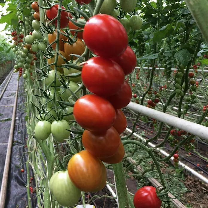 Tomate Bio - Solanum lycopersicum 'Bolstar Baloe', 11 cm, Erntezeit: Juli - Nahaufnahme von reifen, roten Cherrytomaten, die in einem Gewächshaus an der Pflanze wachsen. Die Tomaten haben einen süßen, aromatischen Geschmack.