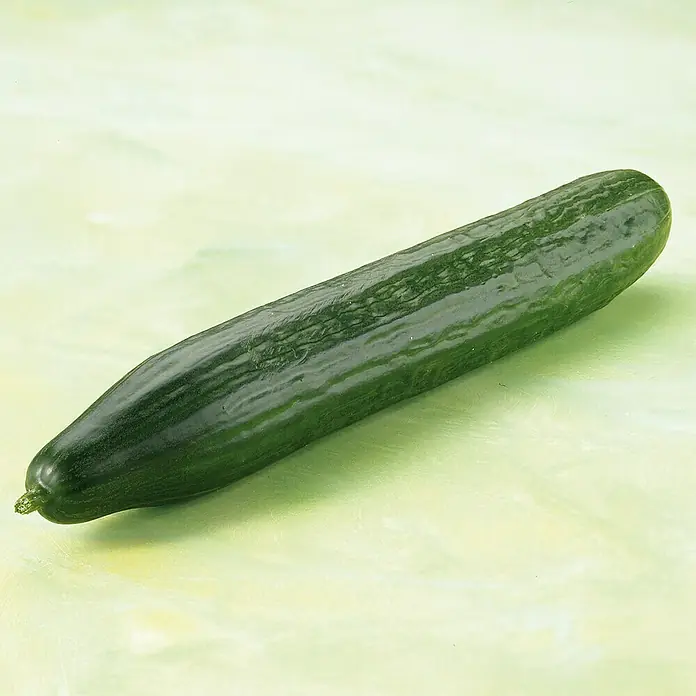 Piardino Schlangengurke Bio - Cucumis sativus 'Melva' F1, 12 cm, Erntezeit: August - Ein frische, dunkelgrüne Salatgurke liegt auf einem hellgrünen Hintergrund. Die Gurke hat eine glatte und glänzende Oberfläche.