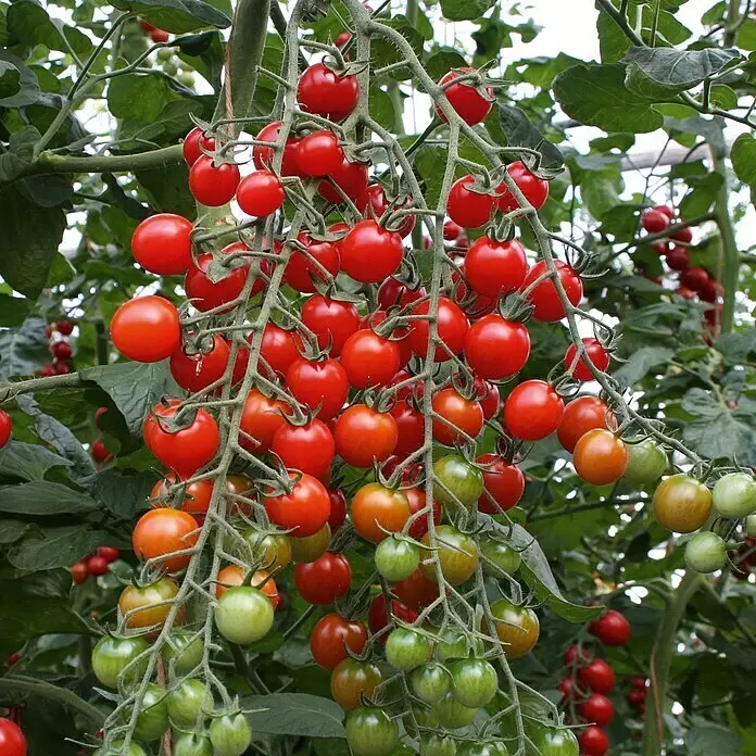 Tomate Bio - Solanum lycopersicum 'Bartelly', 11 cm, Erntezeit: Juli - Stimmungsaufnahme