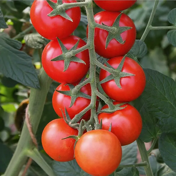 Tomate Bio - Solanum lycopersicum 'Bolstar Gimli', 11 cm, Erntezeit: Juli - Nahaufnahme von leuchtend roten, reifen Tomaten an der Pflanze, die Frische und natürliche Schönheit zeigen.