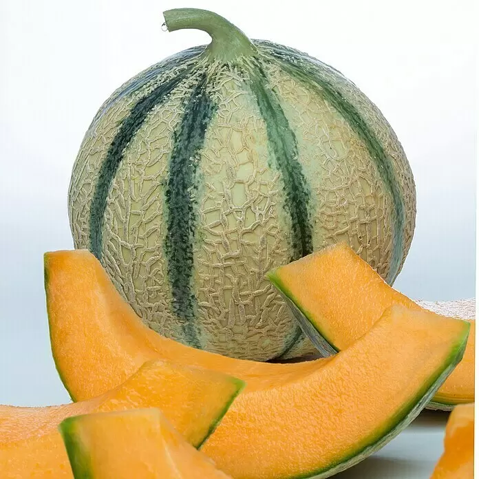 Piardino Bio Honigmelone - Cucumis melo Vendome, Topfgröße: 12 cm - Stimmungsaufnahme