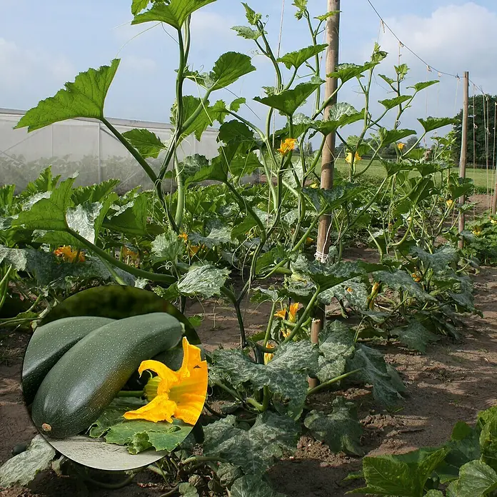Zucchini Bio - Cucurbita pepo subsp. pepo convar. giromontiina 'Alando'', 11 cm, Erntezeit: August - Ein Feld mit Zucchini-Pflanzen, die an Pfählen hochwachsen, mit großen Blättern und gelben Blüten. Die Zucchini sind dunkelgrün und länglich.